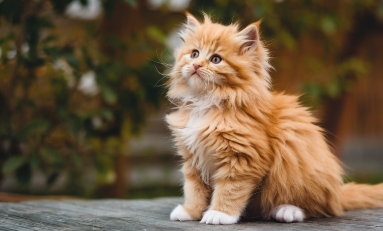 Cat Gender How to Tell with Pictures